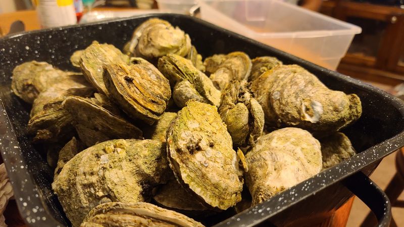 Oysters by the Bushel for the Road Oysters by the Bushel for the Road