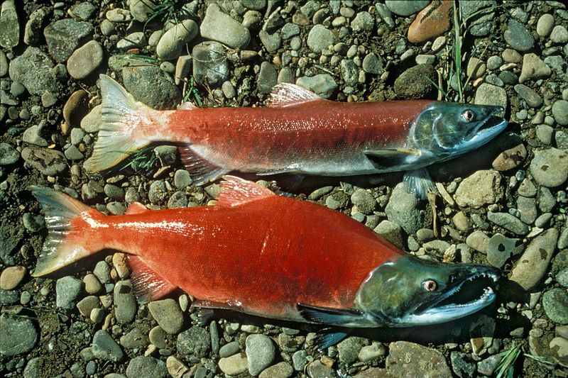 Pacific Salmon Pacific Salmon