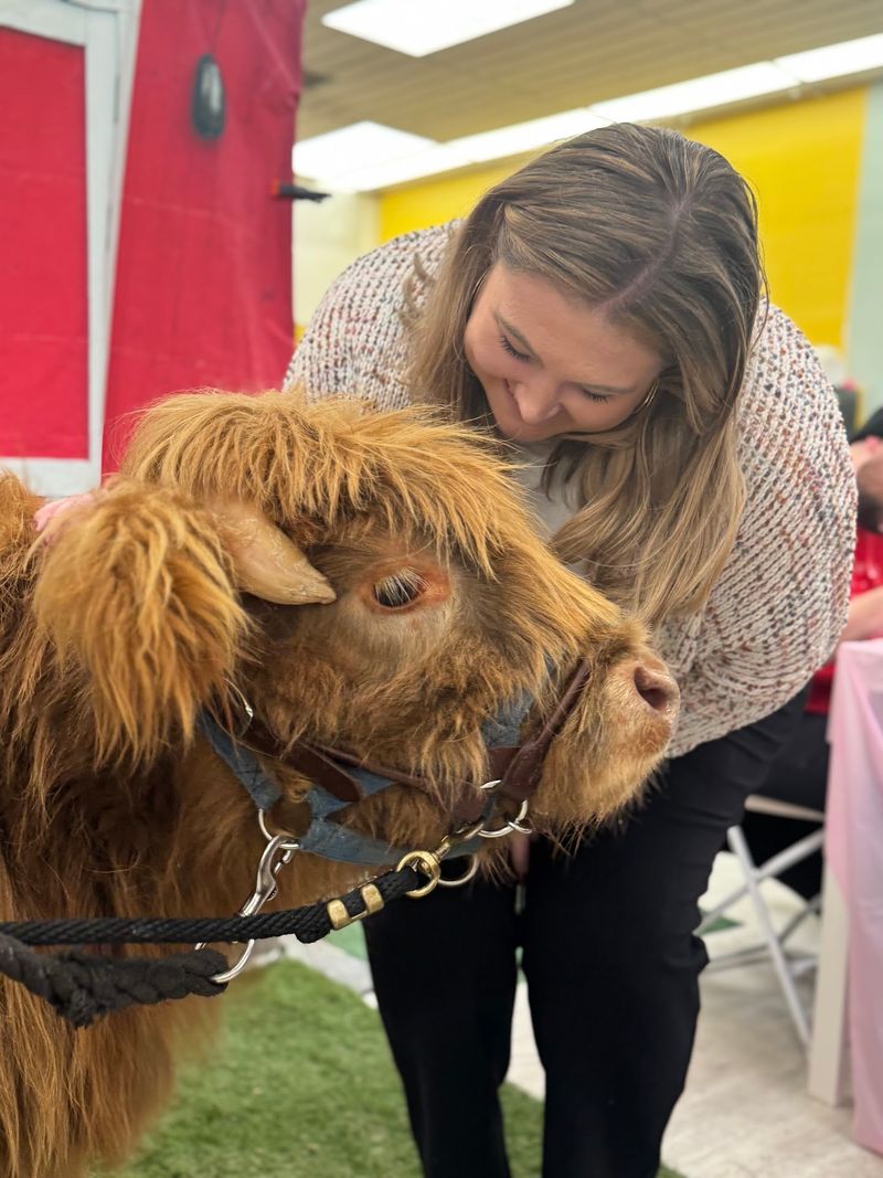 Painting Alongside Ruthie and Jimmie the Highland Cows