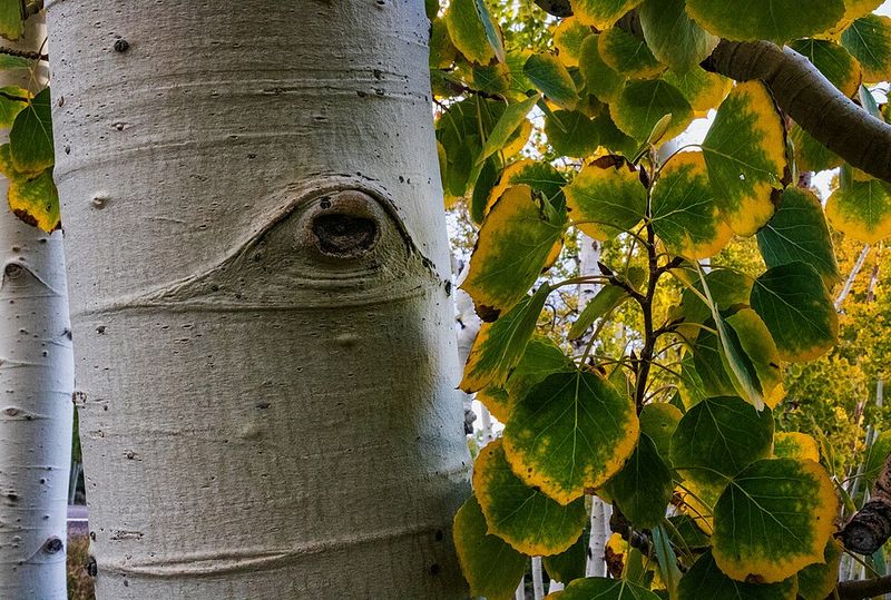Pando Aspen Clone: Thousands of Years Old Pando Aspen Clone: Thousands of Years Old