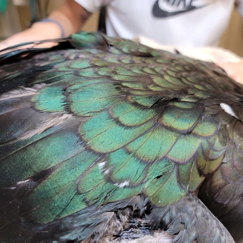 Parrots Who Talk Back