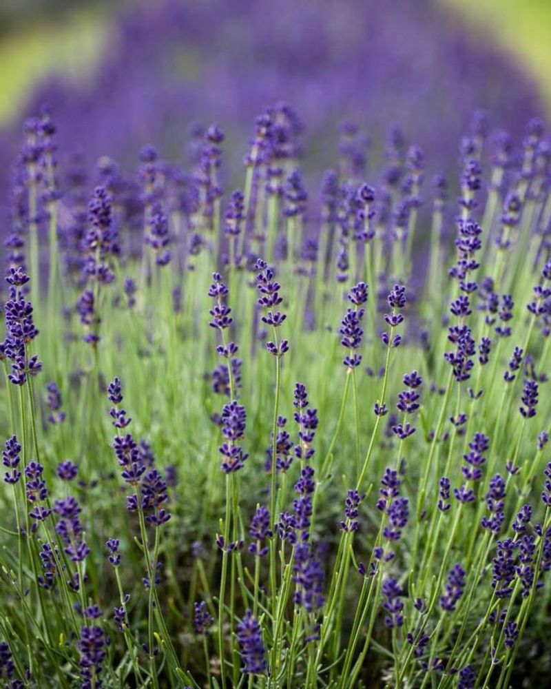 Peaceful Acres Lavender Farm, Martinsville