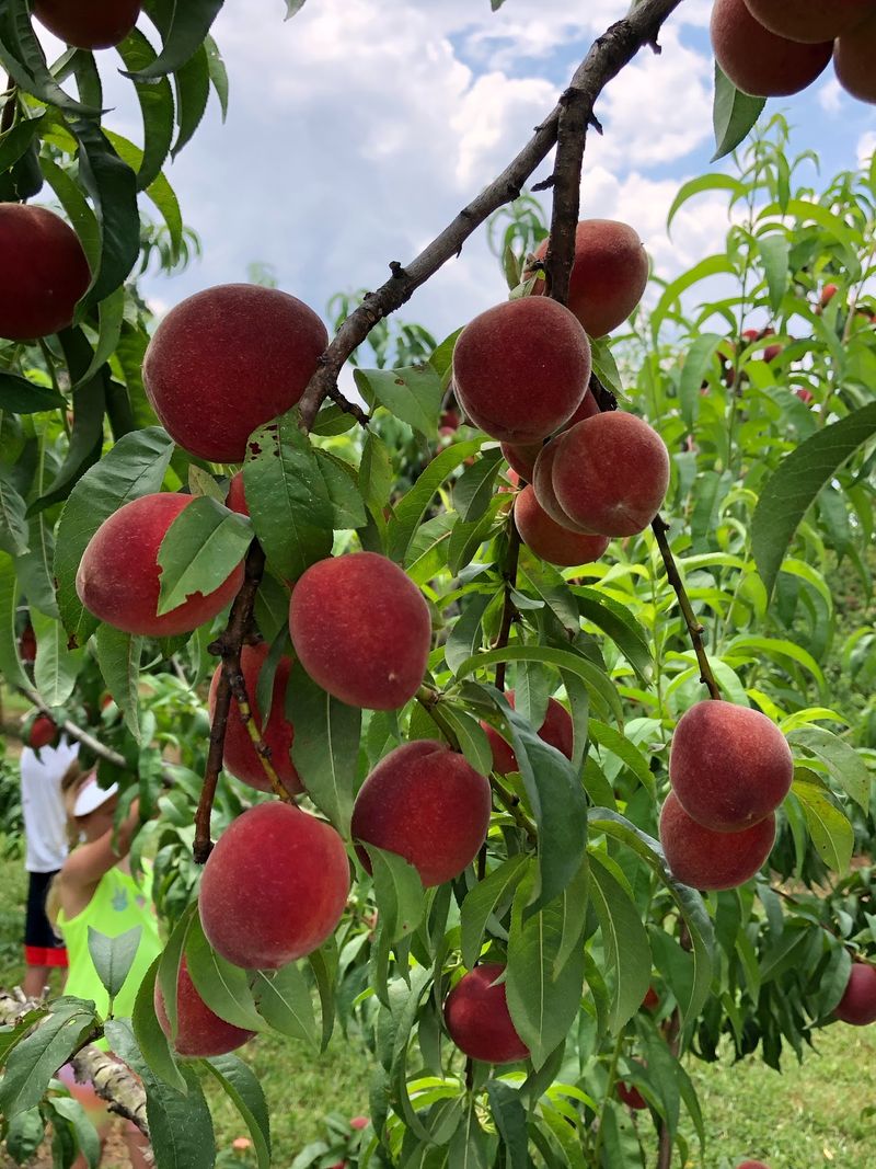 Peach Picking In The Summer Sun Peach Picking In The Summer Sun