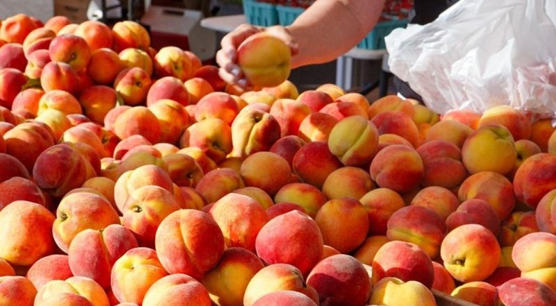 Peaches Lead the Experience, but the Harvest Sets the Limits Peaches Lead the Experience, but the Harvest Sets the Limits