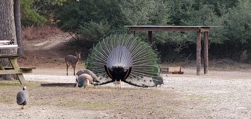Peacocks and Guineas Roaming the Grounds