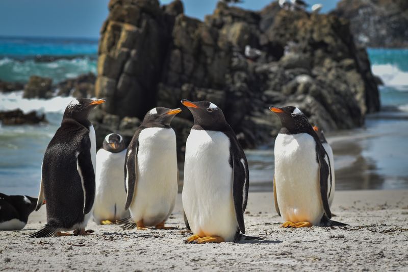 Pebble Island, Falkland Islands Pebble Island, Falkland Islands