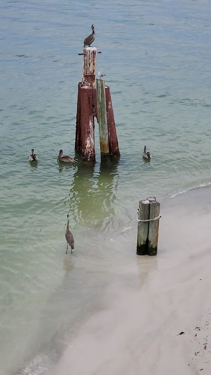 Pelicans, Birds, and the Wildlife That Owns the Docks Pelicans, Birds, and the Wildlife That Owns the Docks