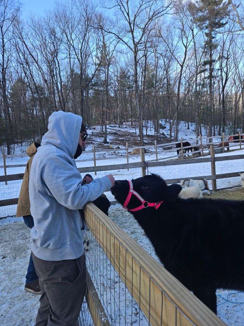 Penelope the Cow Who Thinks She's a Puppy Penelope the Cow Who Thinks She's a Puppy