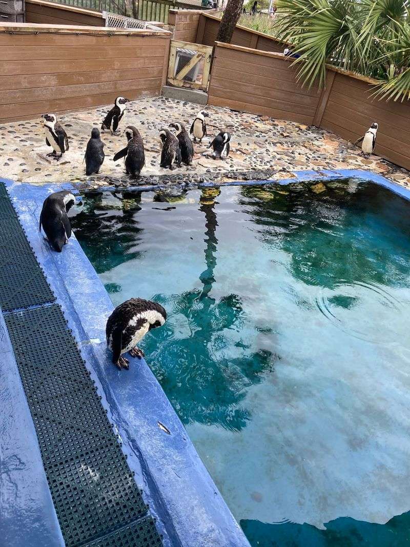Penguin Chats and Up-Close Wildlife Education Penguin Chats and Up-Close Wildlife Education