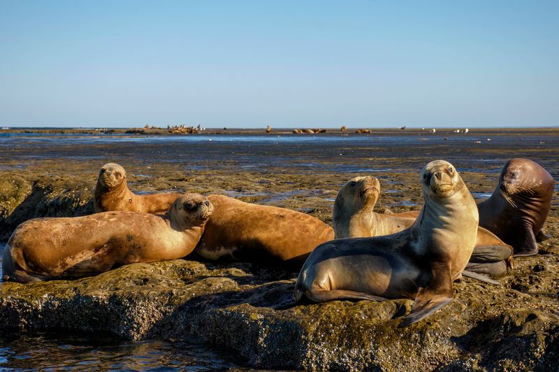 Peninsula Valdes, Chubut
