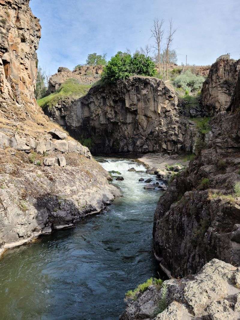 Pet-Friendly Trail Access