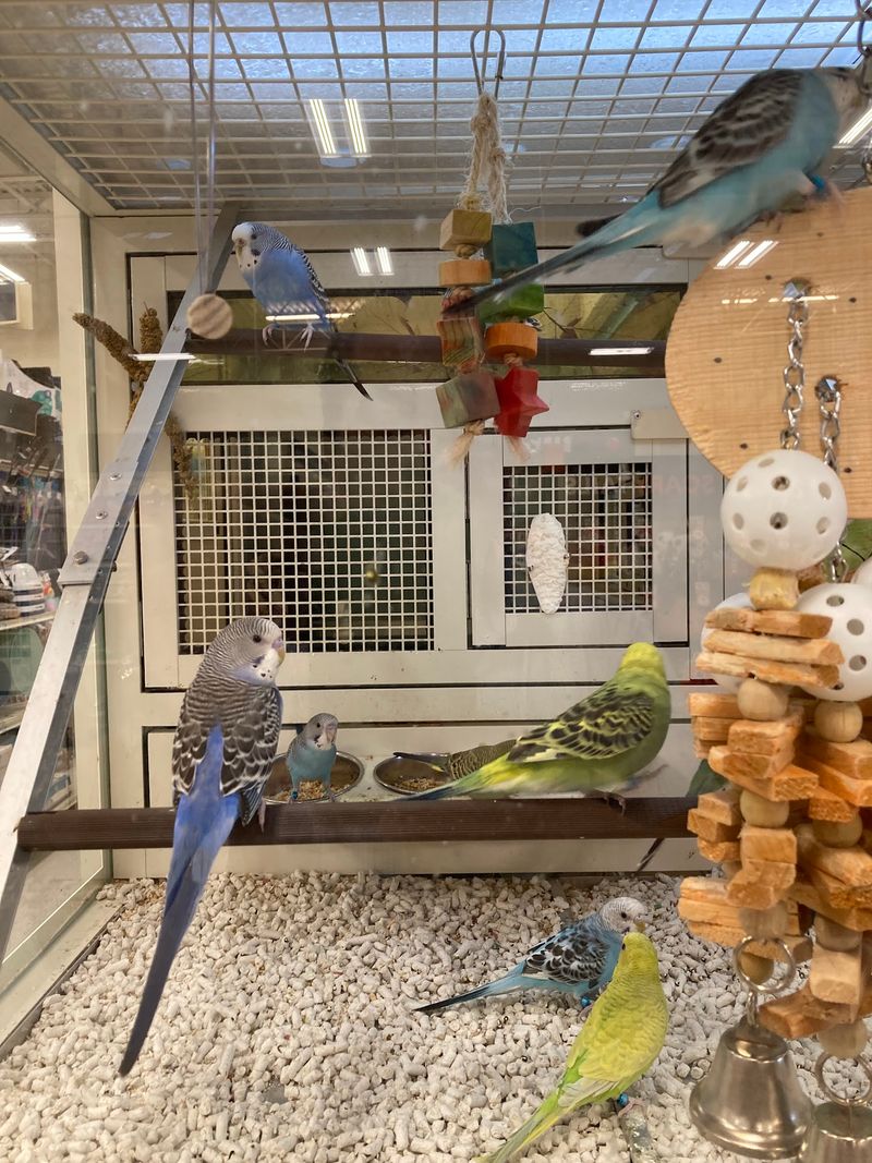 PetSmart and the Unexpected Animal Encounters PetSmart and the Unexpected Animal Encounters