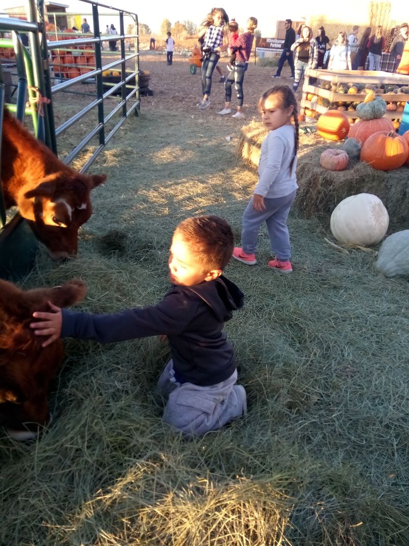 Petting Zoo and the Animals That Steal the Show Petting Zoo and the Animals That Steal the Show
