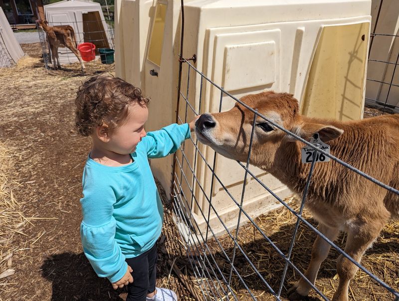 Petting the Baby Calves Out Front