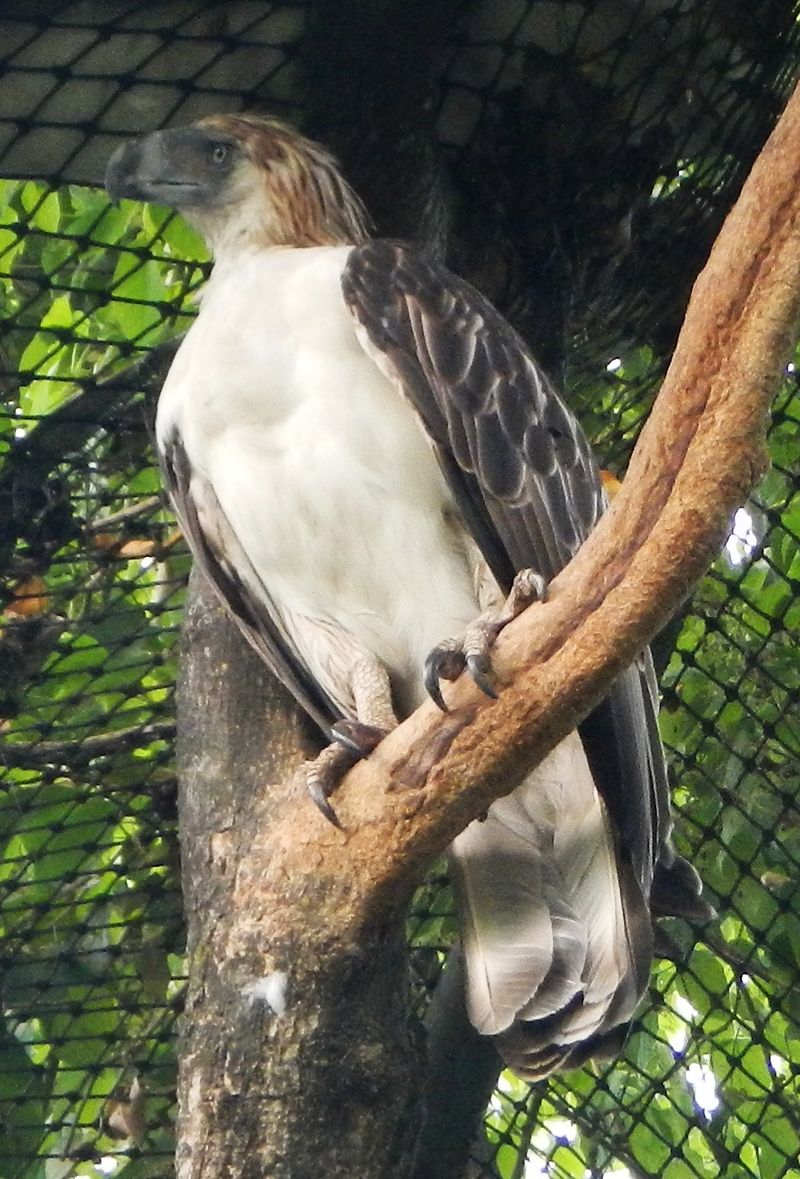 Philippine Eagle - Philippines