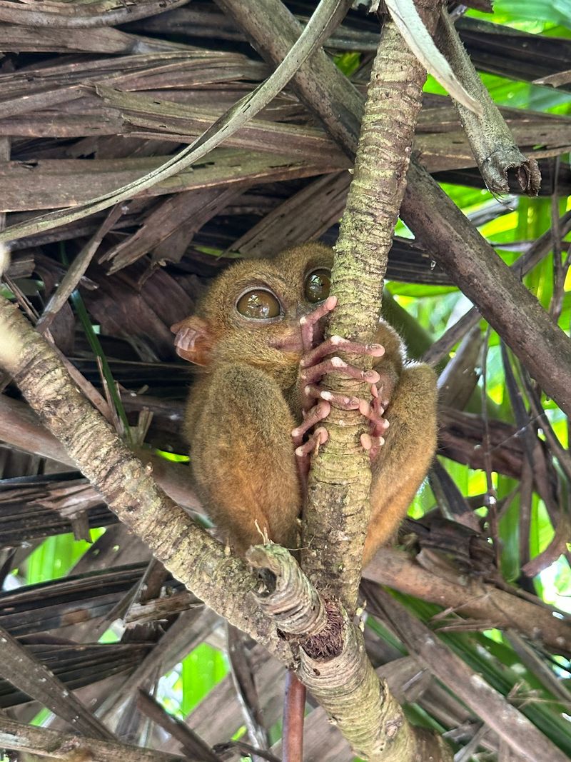 Philippine Tarsier Sanctuary, Corella, Philippines