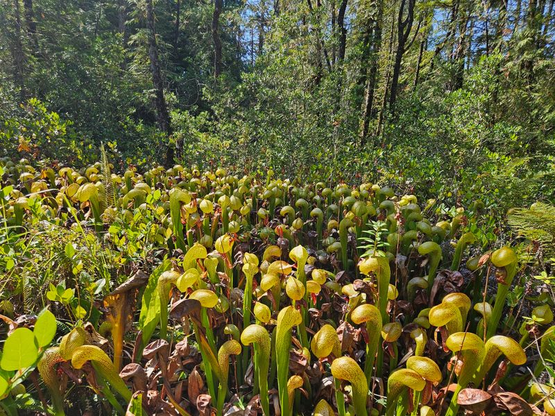 Photography Tips for Capturing Cobra Lilies Photography Tips for Capturing Cobra Lilies