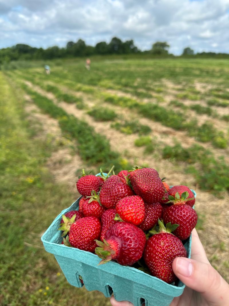 Pick-Your-Own Fruit Across Every Season Pick-Your-Own Fruit Across Every Season