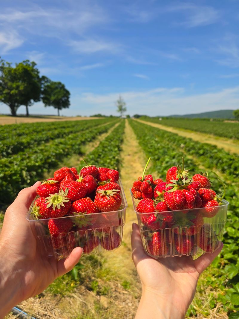 Pick-Your-Own Seasons That Shape The Calendar Pick-Your-Own Seasons That Shape The Calendar
