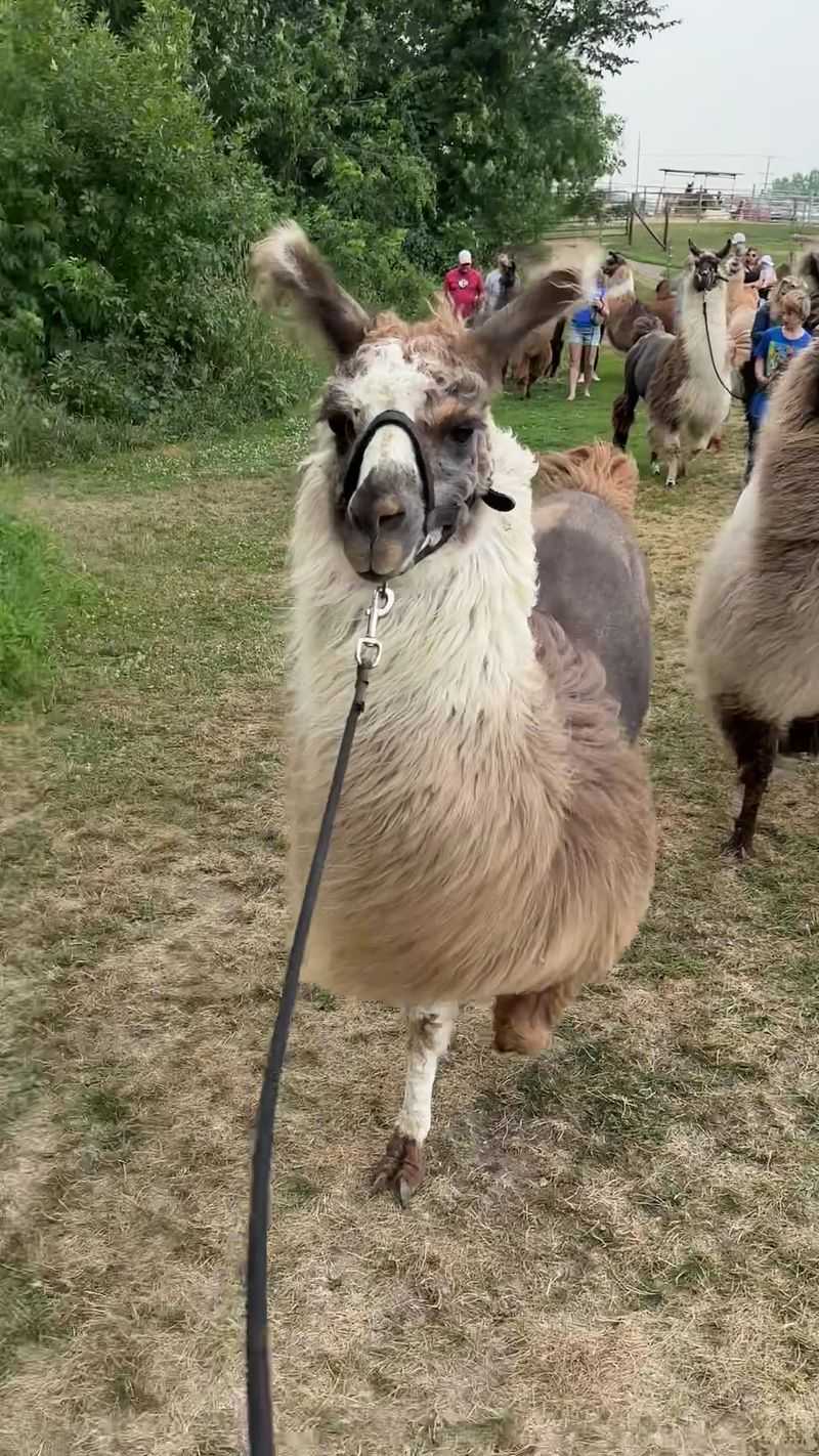 Picking Your Llama Walking Partner Picking Your Llama Walking Partner