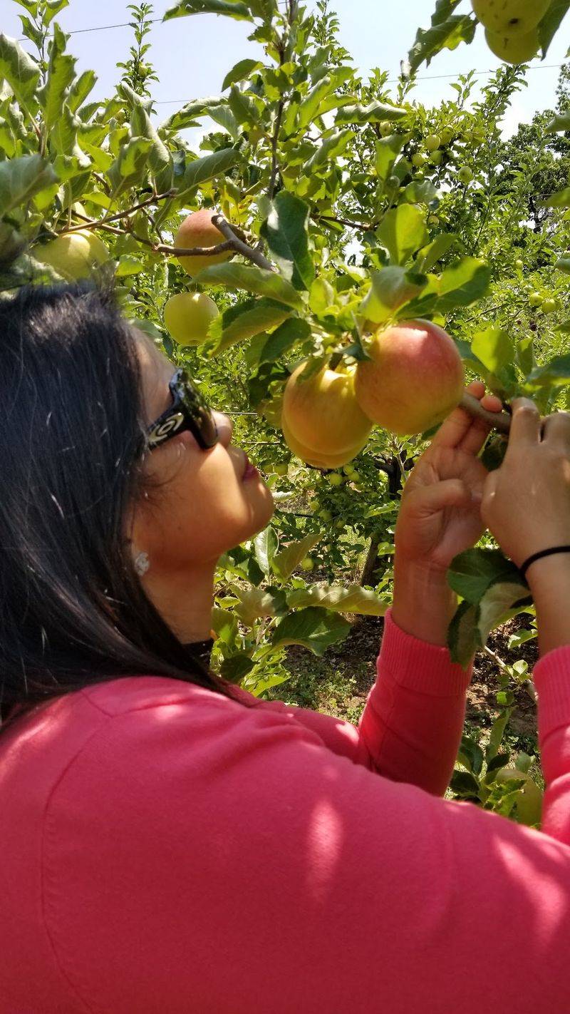 Picking Your Own Apples Straight From the Trees Picking Your Own Apples Straight From the Trees
