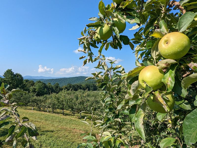 Picking Your Own Apples Picking Your Own Apples