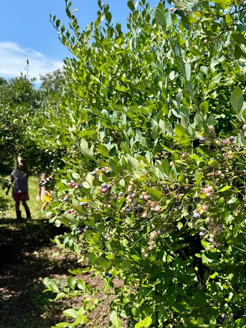 Picking Your Own Blueberries in Summer Picking Your Own Blueberries in Summer