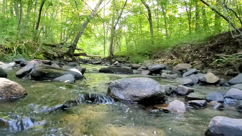 Pickle Creek's Mesmerizing Meander: A Watery Wonderland Pickle Creek's Mesmerizing Meander: A Watery Wonderland