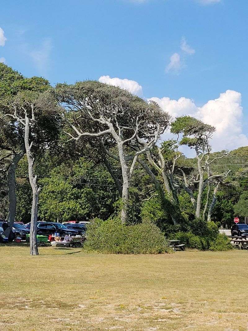 Picnic Spots and Pavilions Made for Gathering Picnic Spots and Pavilions Made for Gathering