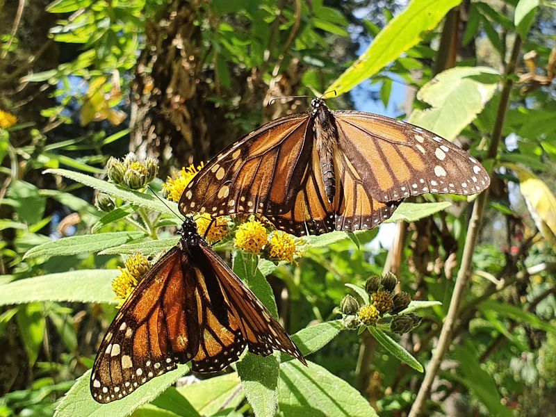 Piedra Herrada Monarch Butterfly Sanctuary, Valle de Bravo Area, State of Mexico, Mexico Piedra Herrada Monarch Butterfly Sanctuary, Valle de Bravo Area, State of Mexico, Mexico