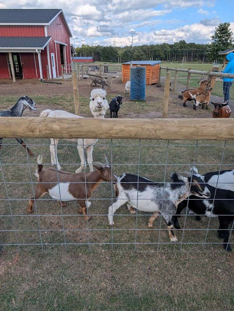 Pig Races, Petting Farm, and the Animals That Steal the Show Pig Races, Petting Farm, and the Animals That Steal the Show