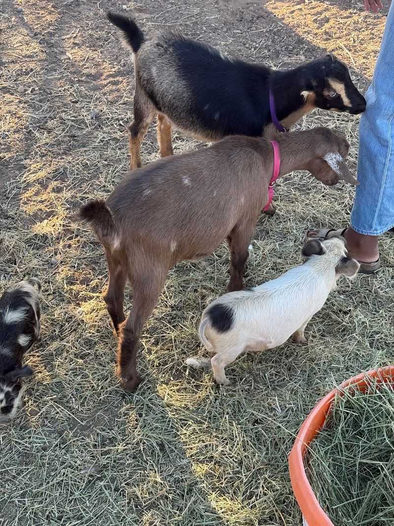 Piglets, Goats, and Friendly Faces Piglets, Goats, and Friendly Faces