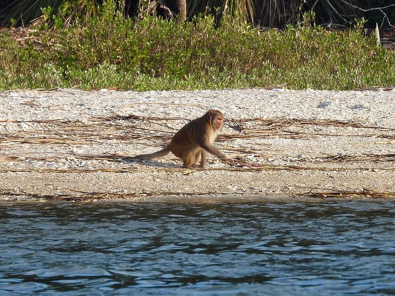 Planning a Trip to See Morgan Island for Yourself