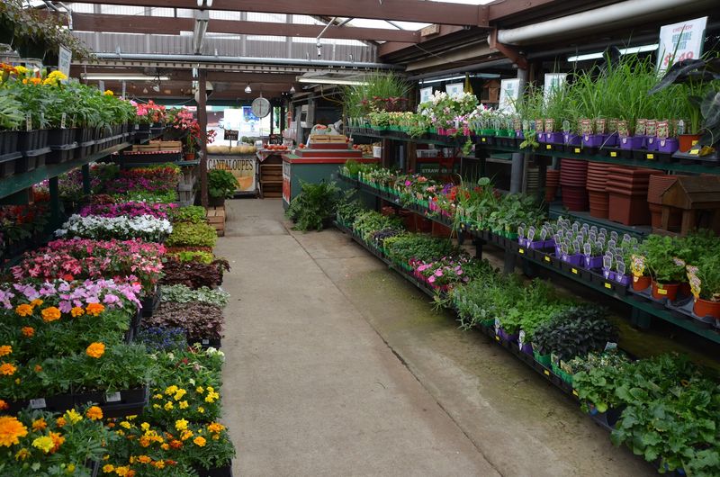 Plants, Flowers, and Garden Finds