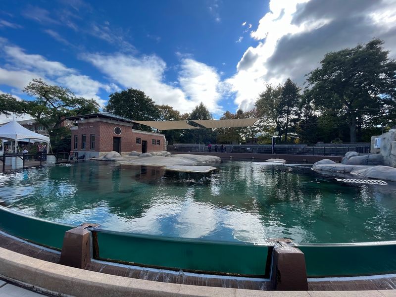 Polar Bears, Seals, and the Aquatic Side of the Zoo