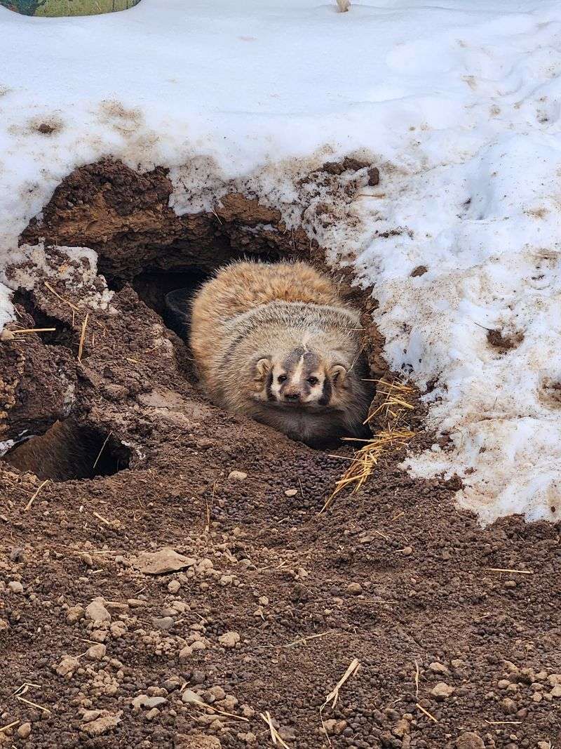 Prairie Dogs and Other Fan Favorites Prairie Dogs and Other Fan Favorites