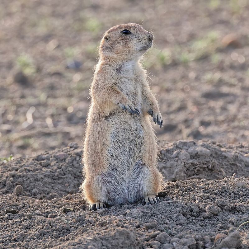 Prairie Dogs Prairie Dogs