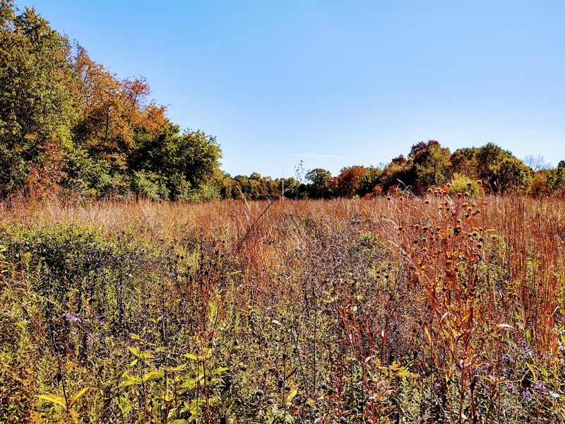 Prairie Restoration and Natural Area Management