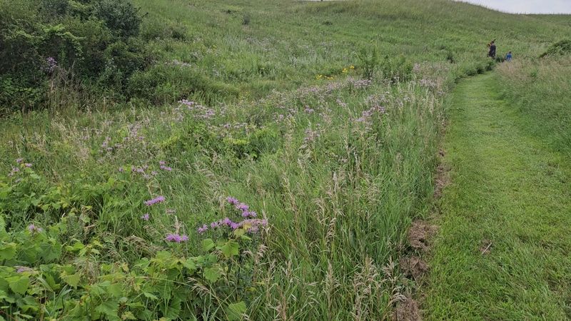 Prairie Sections That Burst With Wildflowers and Butterflies Prairie Sections That Burst With Wildflowers and Butterflies