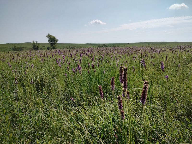 Prairie State Park, Mindenmines, Missouri