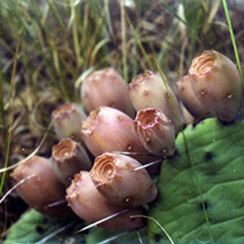 Prickly Pear Cactus Growing Wild in the Midwest Prickly Pear Cactus Growing Wild in the Midwest