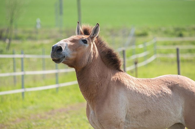 Przewalski's Horse Przewalski's Horse