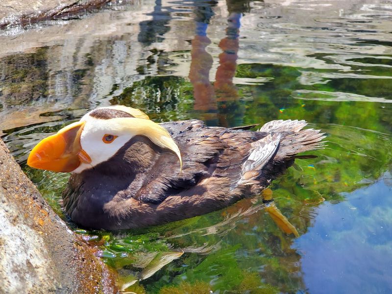 Puffins and the Aviary: Birds That Steal the Show Puffins and the Aviary: Birds That Steal the Show