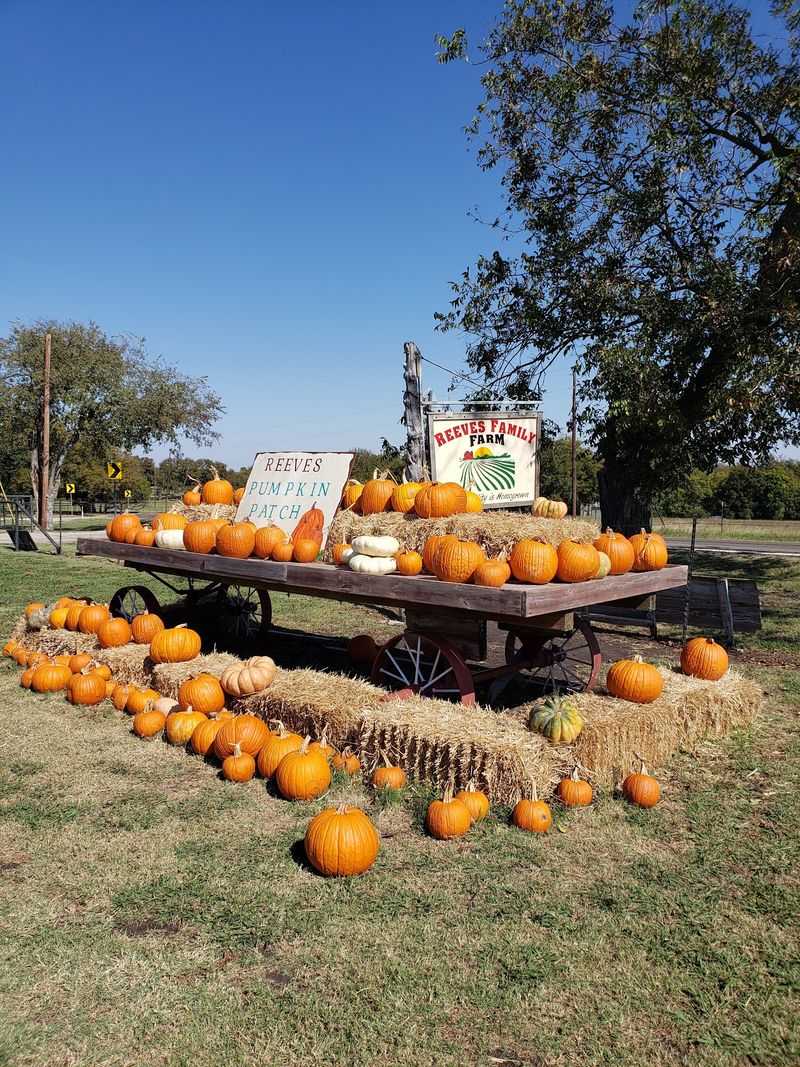 Pumpkins, Flowers, and Fall Fun Pumpkins, Flowers, and Fall Fun