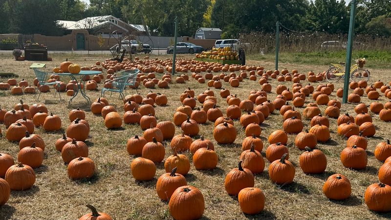Pumpkins, Hayrides, and Family Fun Pumpkins, Hayrides, and Family Fun
