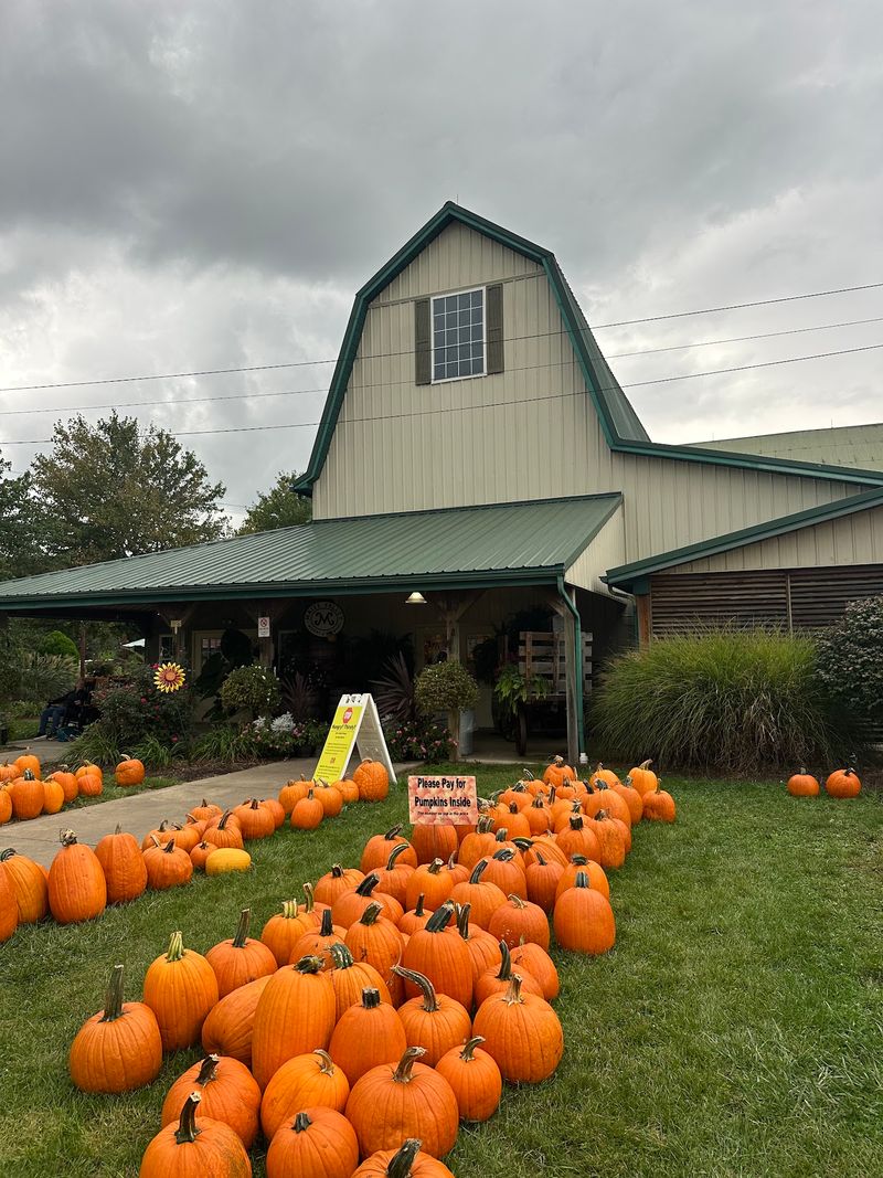 Pumpkins, Lavender, and the Seasonal Rhythms of the Farm Pumpkins, Lavender, and the Seasonal Rhythms of the Farm