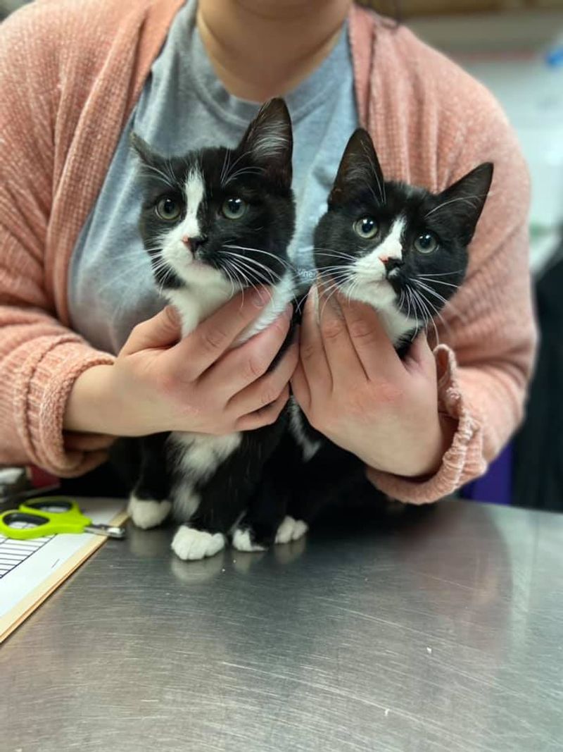 Puppies, Kittens, And Hard-To-Find Companions
