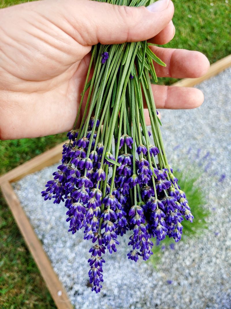Purple Rows and Fragrant Blooms Purple Rows and Fragrant Blooms