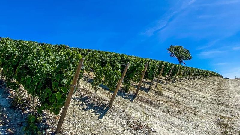 Quinta do Crasto, Sabrosa, Douro Valley, Portugal