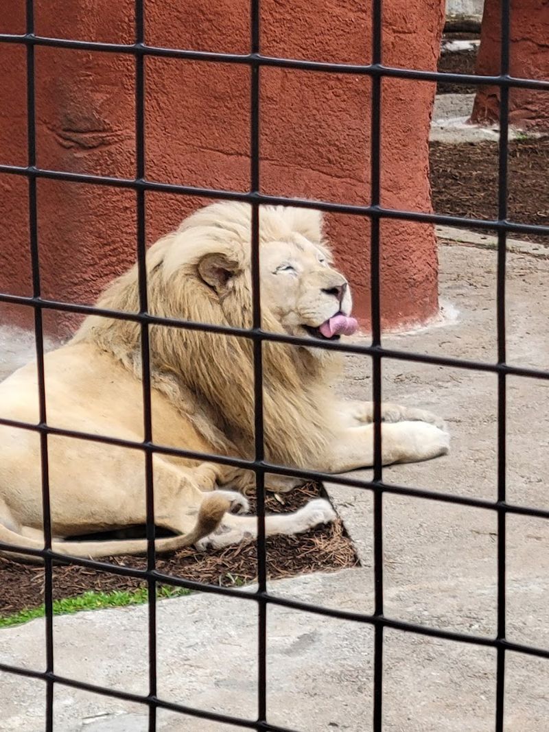 Ramses the Rare White Lion and the Big Cats Ramses the Rare White Lion and the Big Cats